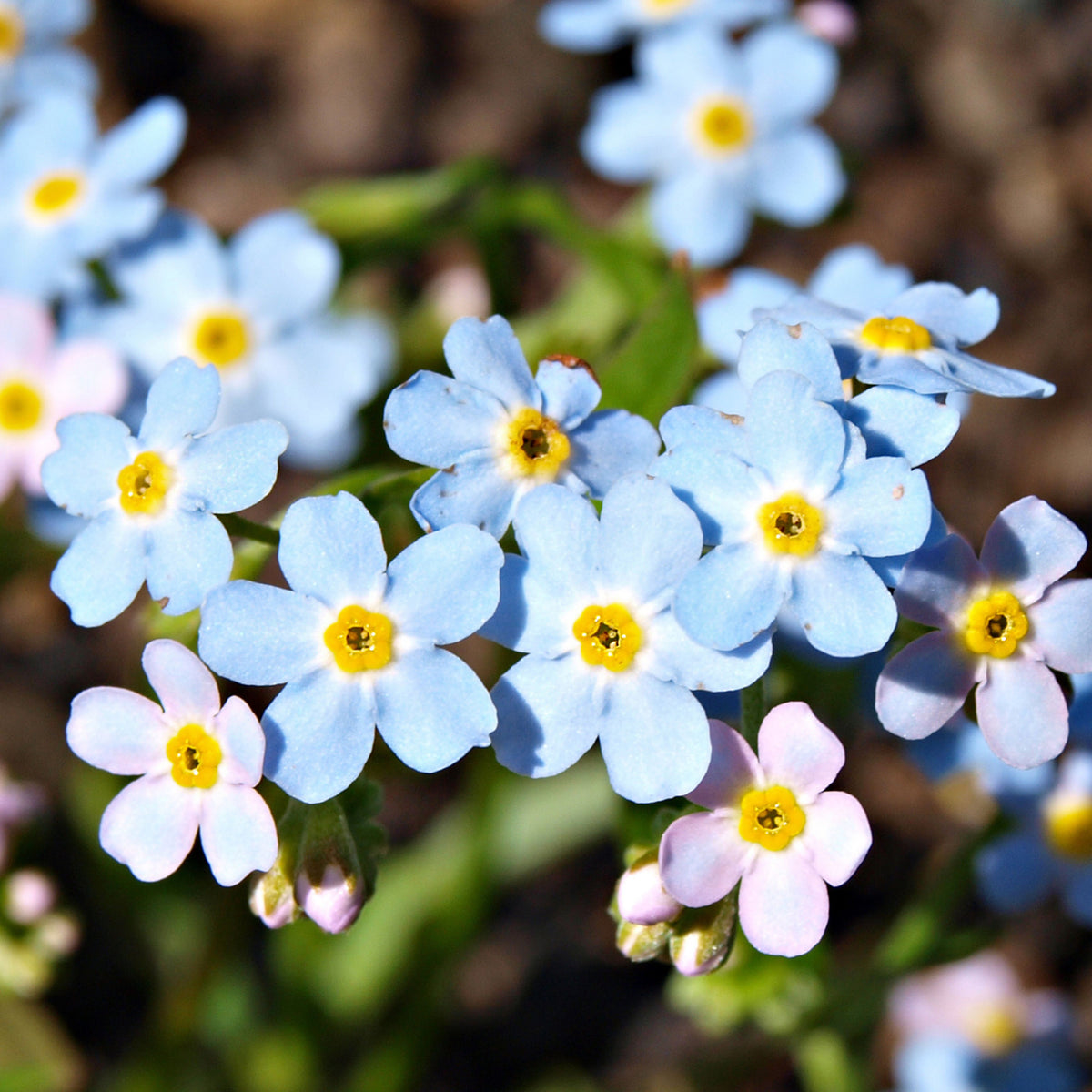 Myosotis Asiatica (Asiatic Forget-Me-Not) Seeds