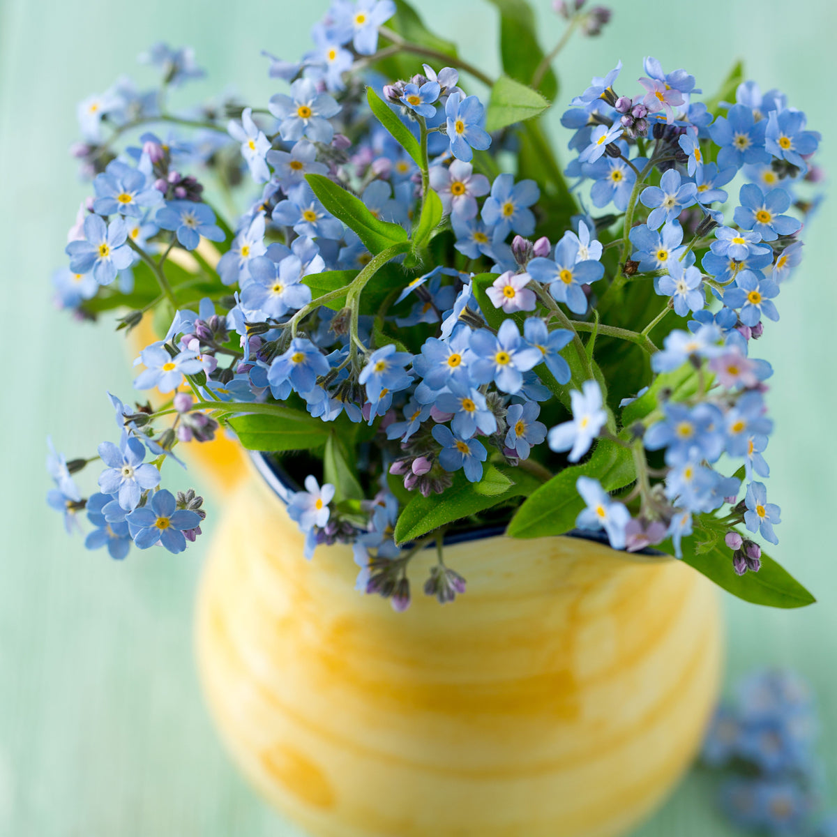 Myosotis Asiatica (Asiatic Forget-Me-Not) Seeds