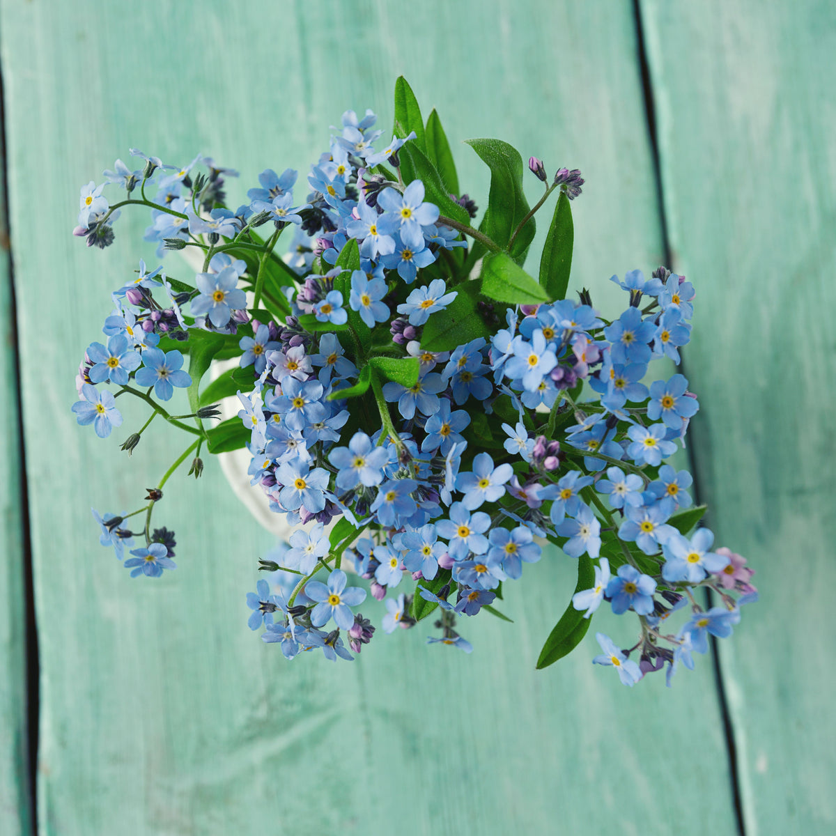 Myosotis Asiatica (Asiatic Forget-Me-Not) Seeds