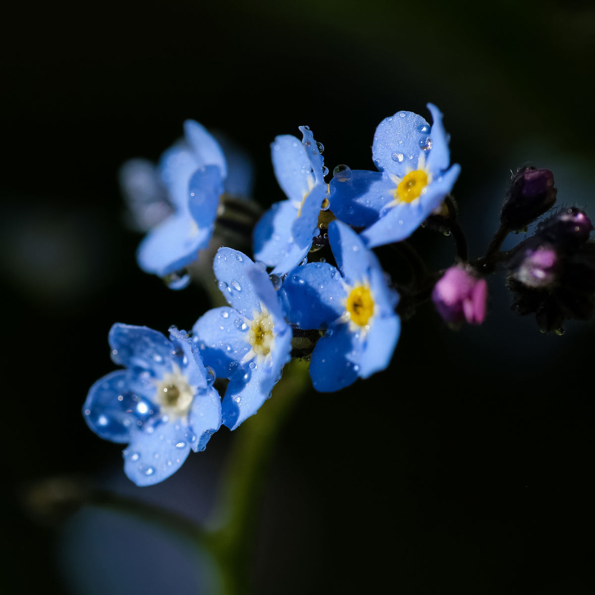 Myosotis Asiatica (Asiatic Forget-Me-Not) Seeds