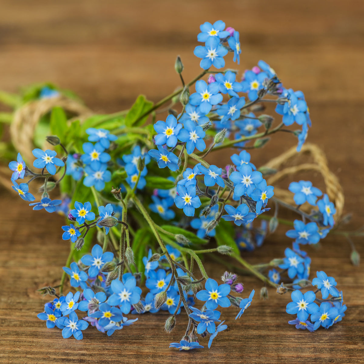 Myosotis Sylvatica (Wood Forget-Me-Not) Seeds