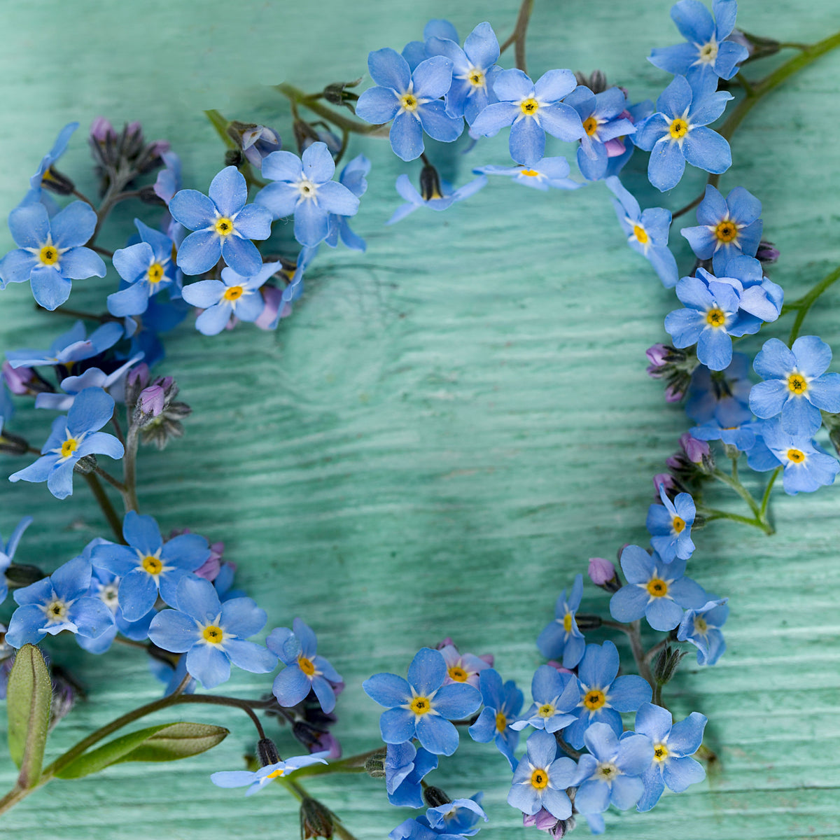 Myosotis Asiatica (Asiatic Forget-Me-Not) Seeds