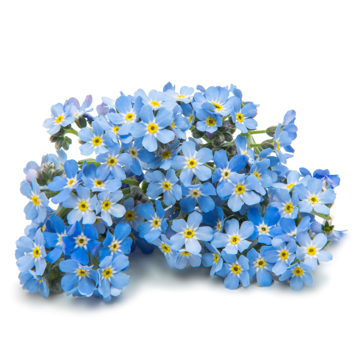 Myosotis Asiatica (Asiatic Forget-Me-Not) Seeds - Bee Friendly