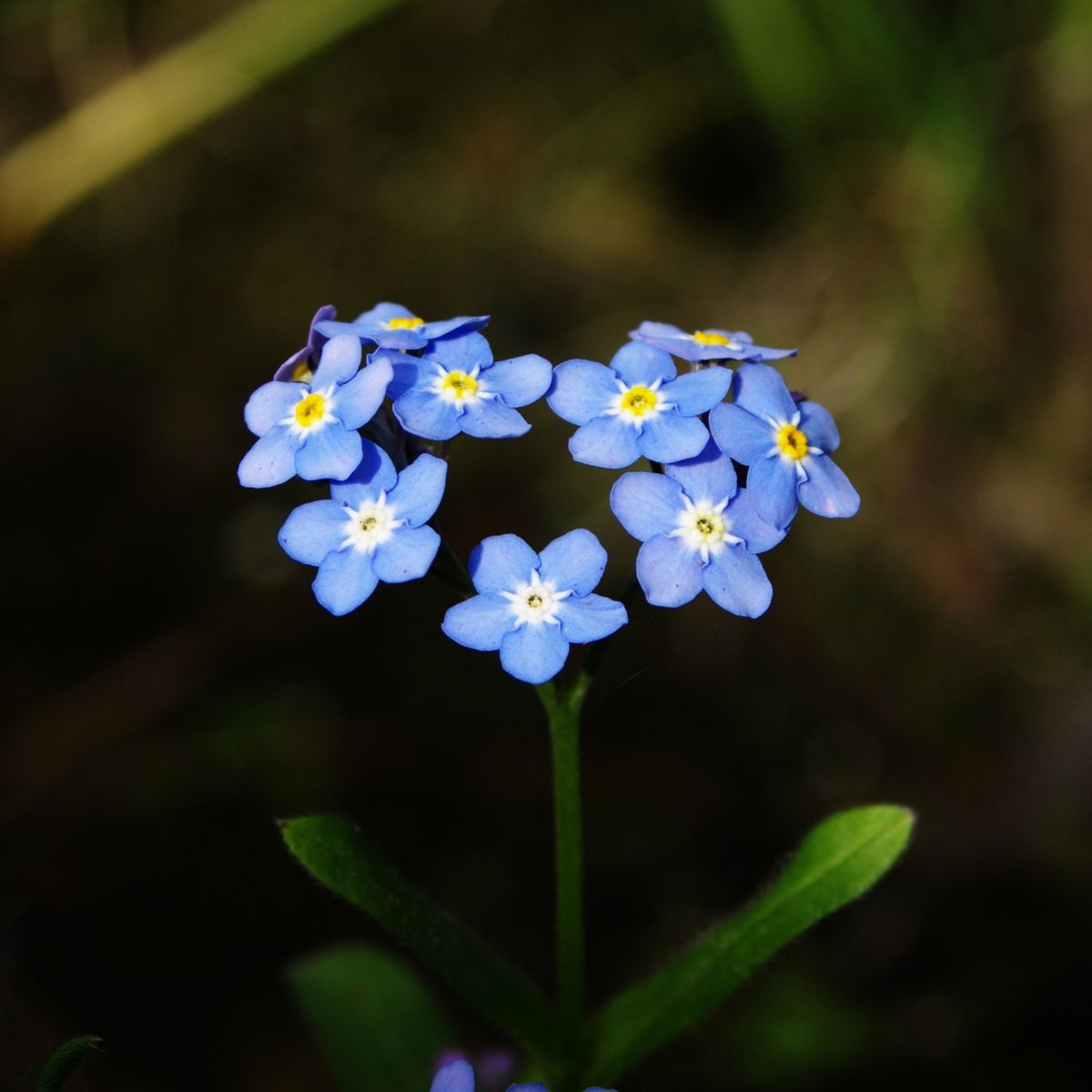 Myosotis Asiatica (Asiatic Forget-Me-Not) Seeds