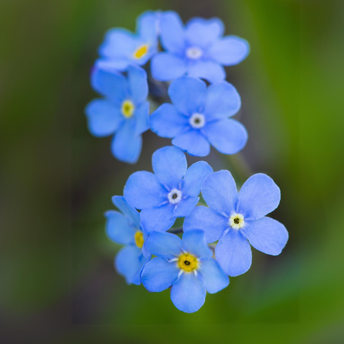 Myosotis Asiatica (Asiatic Forget-Me-Not) Seeds