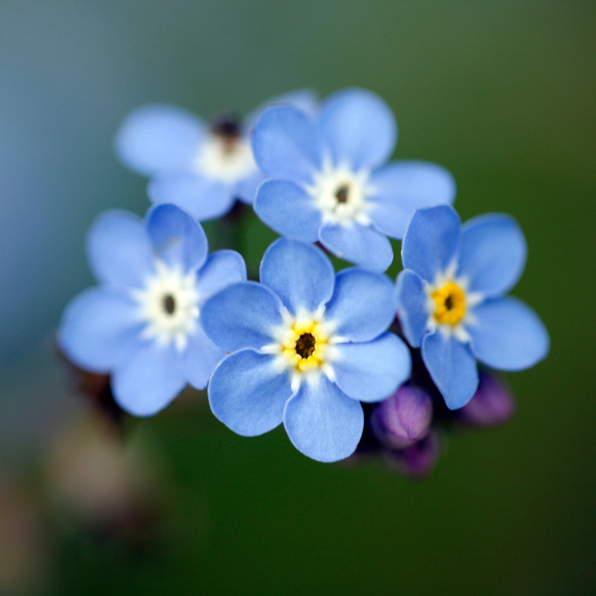 Myosotis Asiatica (Asiatic Forget-Me-Not) Seeds