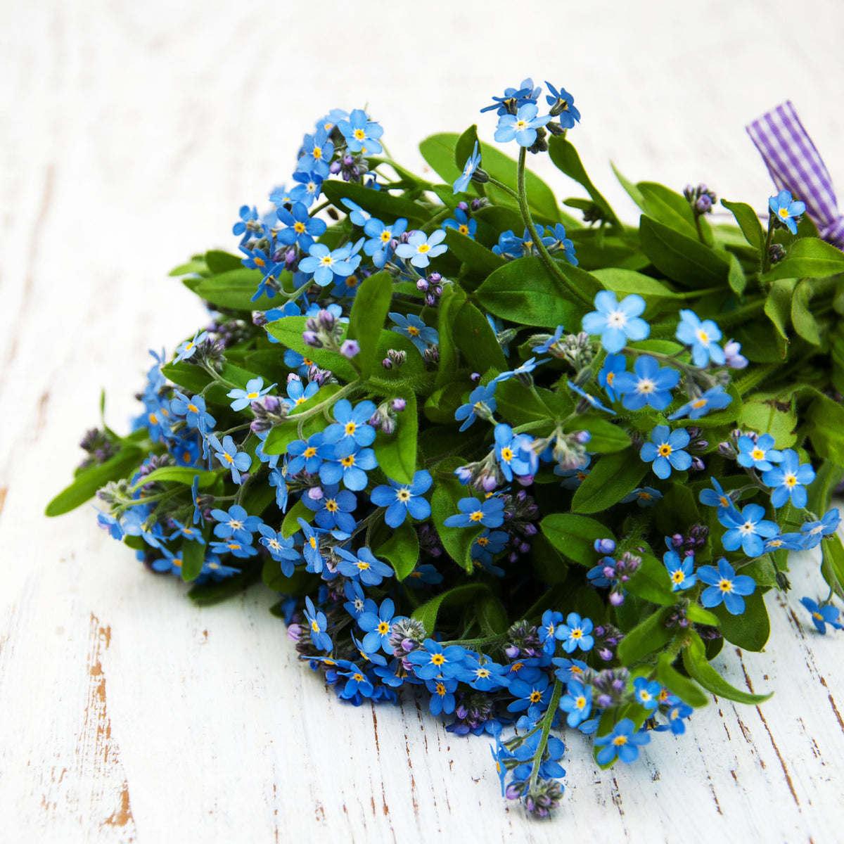 Myosotis Sylvatica (Wood Forget-Me-Not) Seeds - Bee Friendly