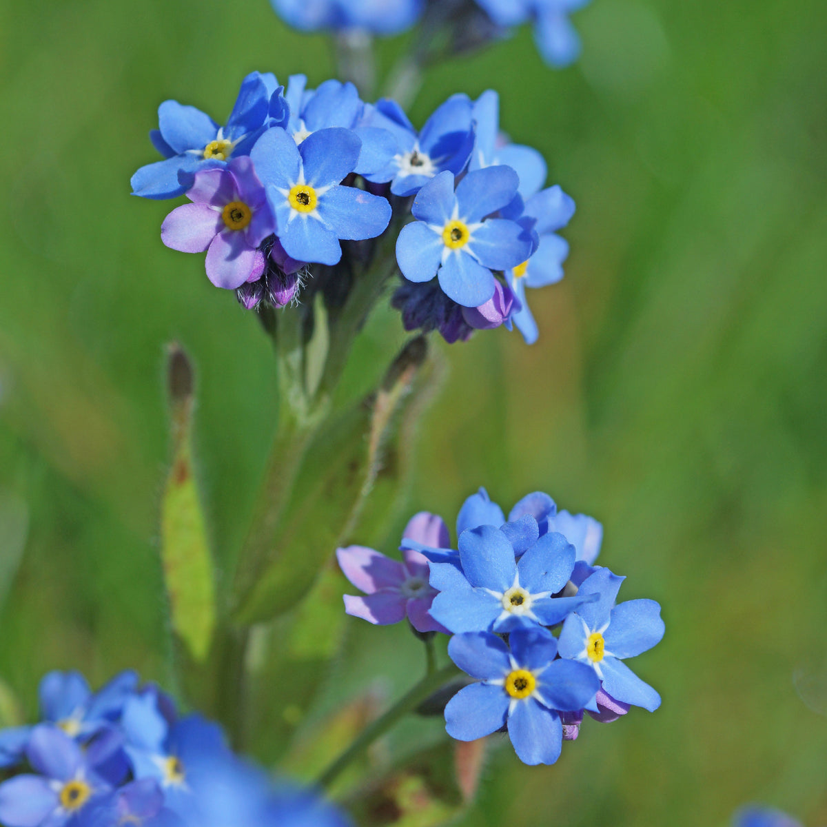 Myosotis Sylvatica (Wood Forget-Me-Not) Seeds - Bee Friendly