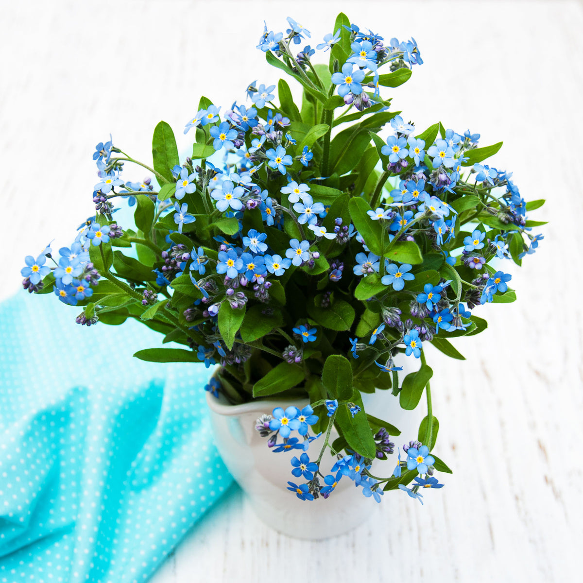 Myosotis Sylvatica (Wood Forget-Me-Not) Seeds