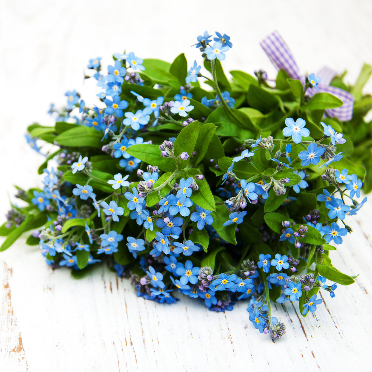 Myosotis Sylvatica (Wood Forget-Me-Not) Seeds