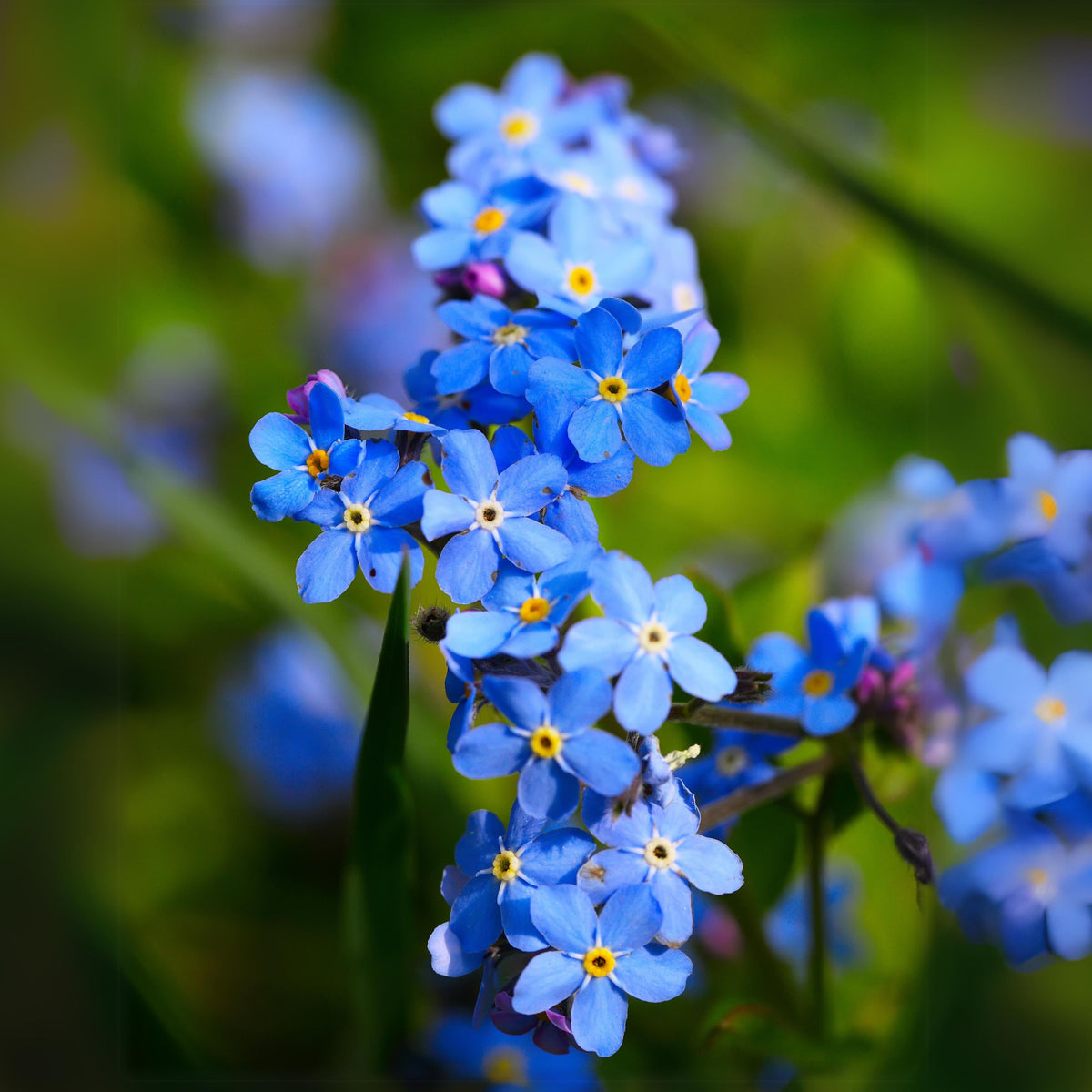 Myosotis Sylvatica (Wood Forget-Me-Not) Seeds - Bee Friendly