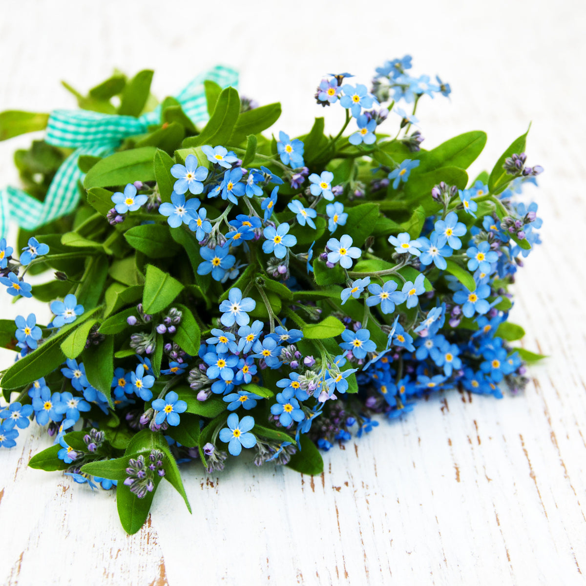 Myosotis Sylvatica (Wood Forget-Me-Not) Seeds - Bee Friendly
