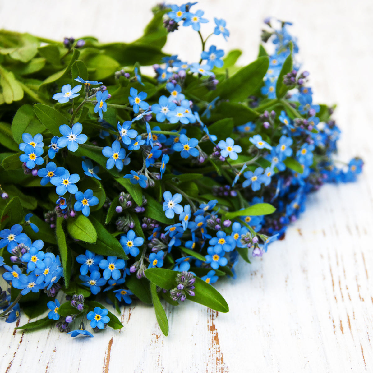 Myosotis Sylvatica (Wood Forget-Me-Not) Seeds