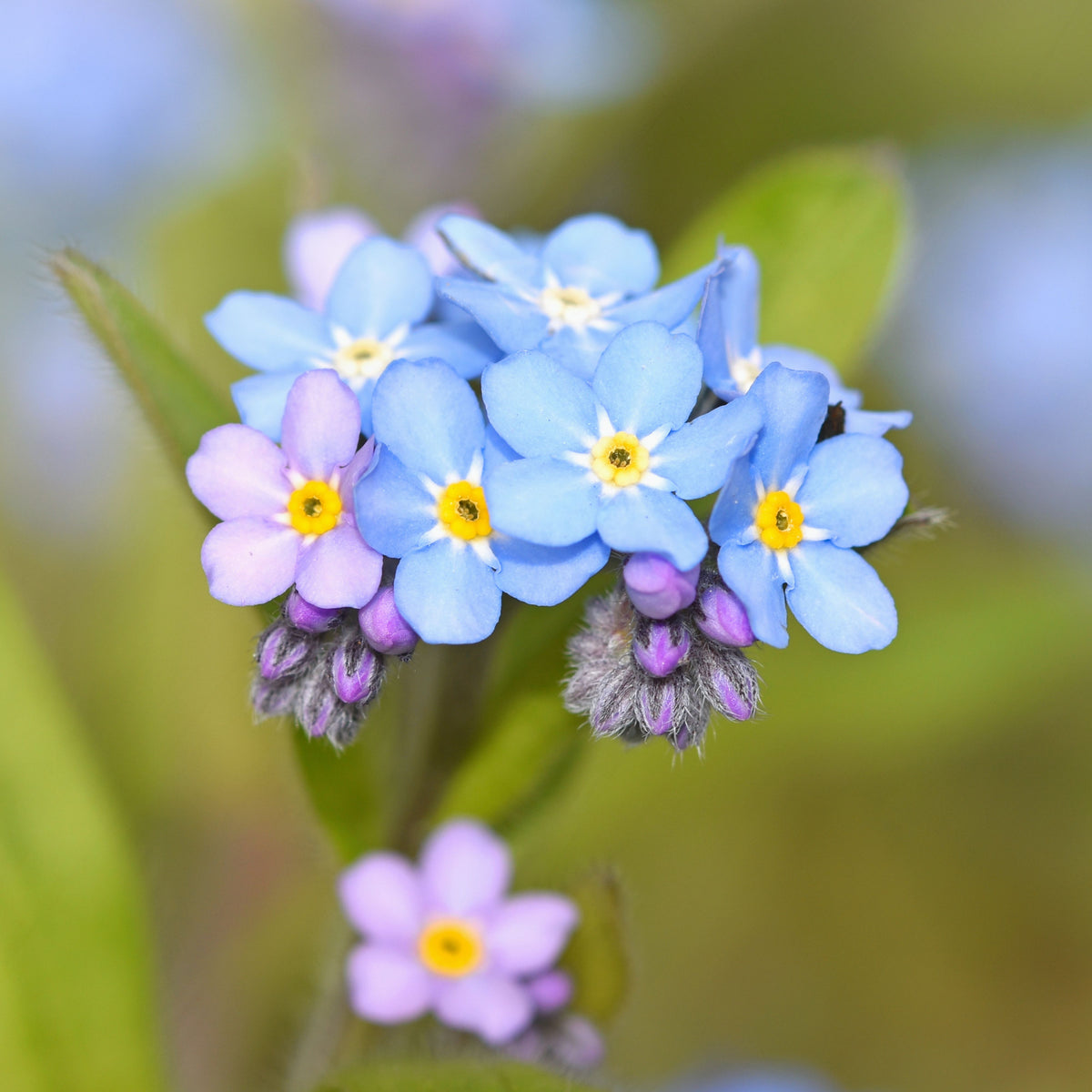 Myosotis Asiatica (Asiatic Forget-Me-Not) Seeds