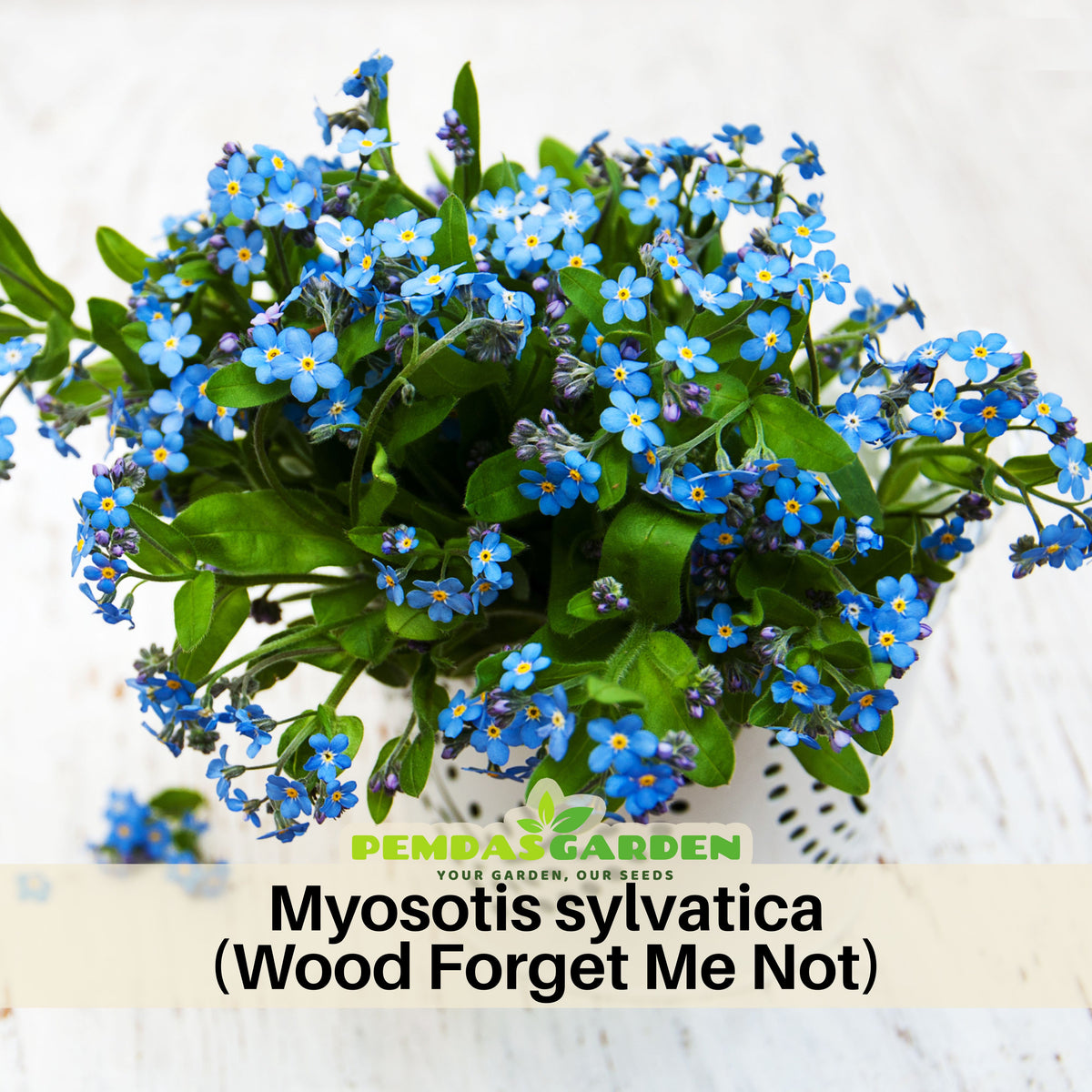 Myosotis Sylvatica (Wood Forget-Me-Not) Seeds
