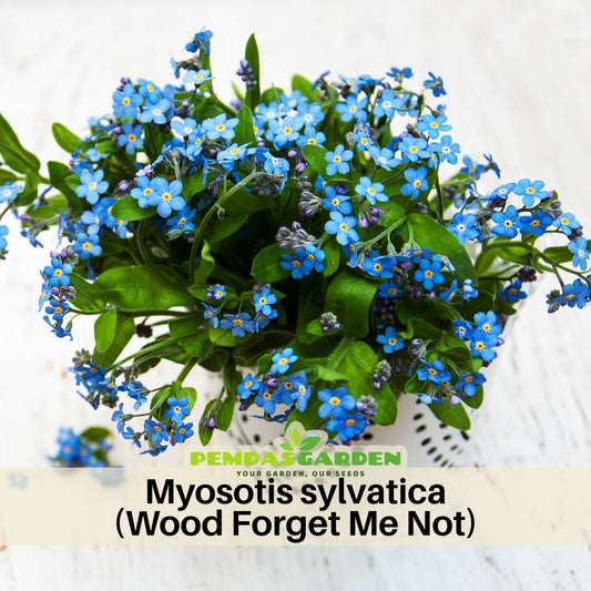 Myosotis Sylvatica (Wood Forget-Me-Not) Seeds