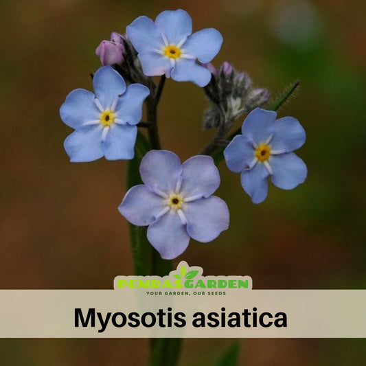 Myosotis Alpestris 'Blue Ball' Seeds