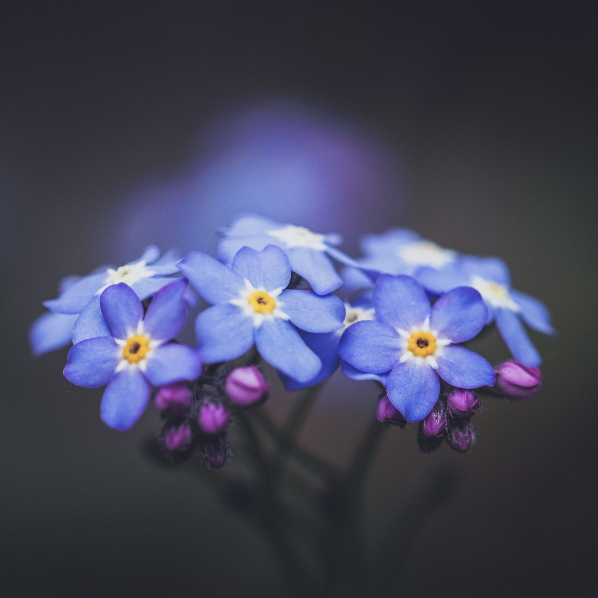 Myosotis Alpestris 'Blue Ball' Seeds