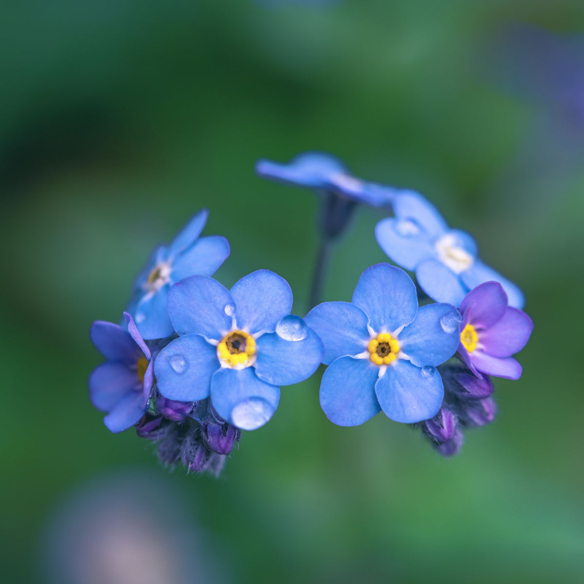 Myosotis Alpestris 'Blue Ball' Seeds
