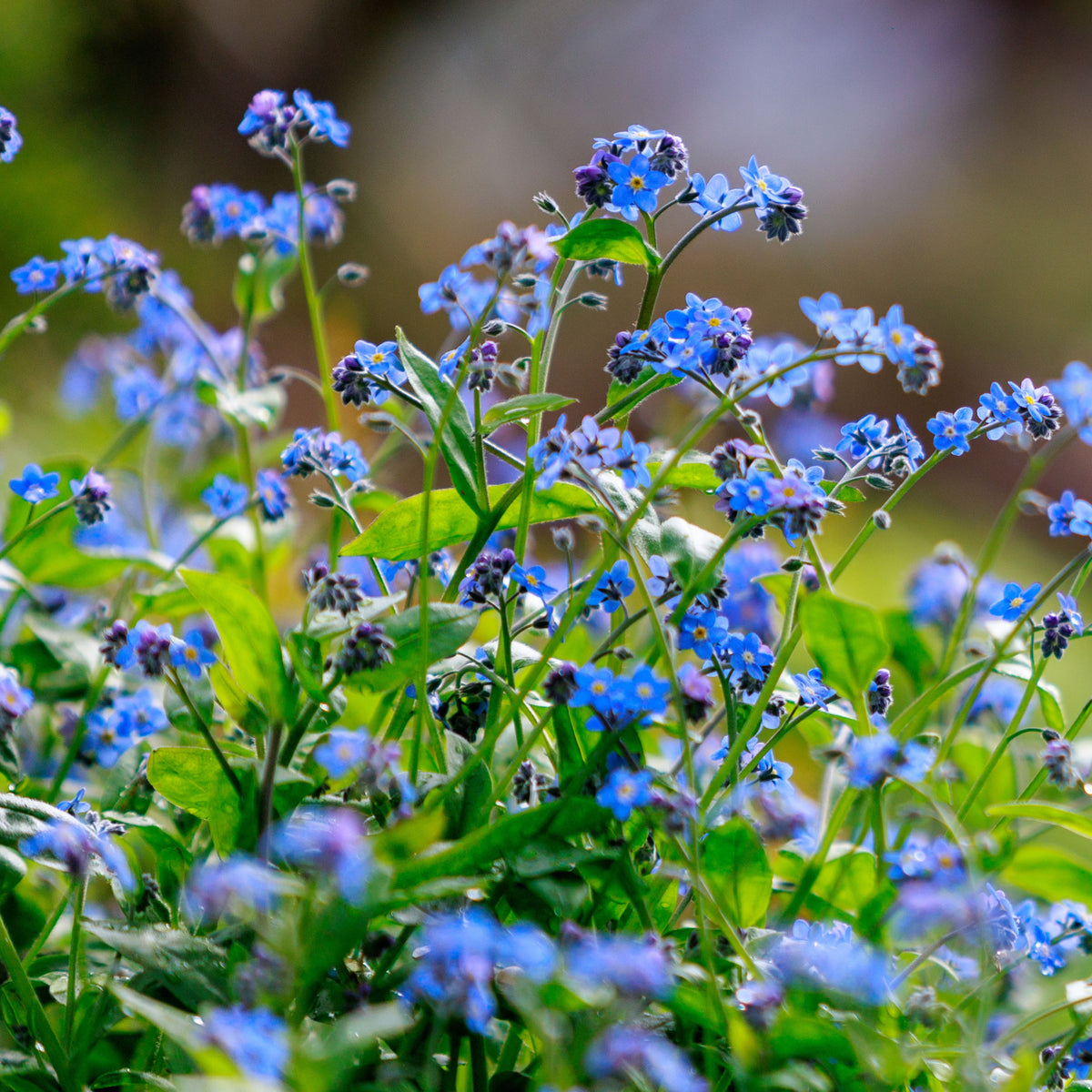 Myosotis Alpestris 'Blue Ball' Seeds - Bee Friendly