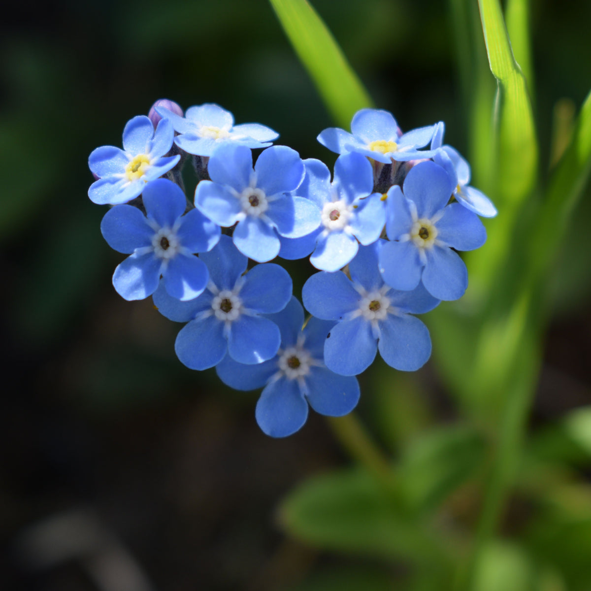 Myosotis Alpestris 'Blue Ball' Seeds - Bee Friendly