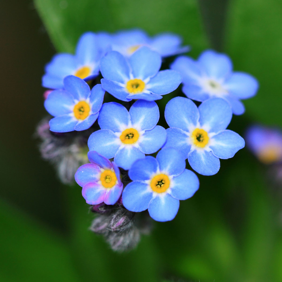 Myosotis Alpestris 'Blue Ball' Seeds