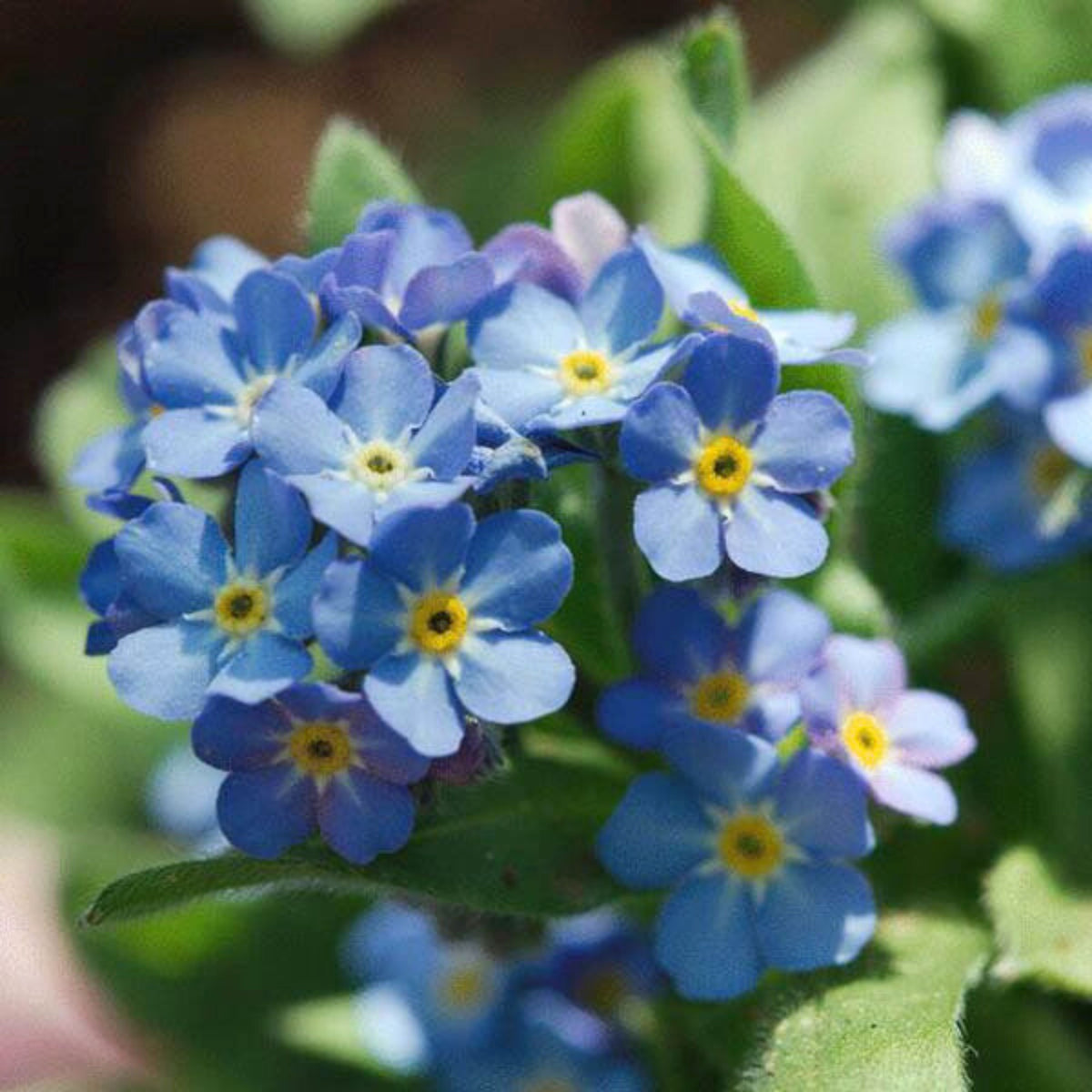 Myosotis Alpestris 'Blue Ball' Seeds - Bee Friendly