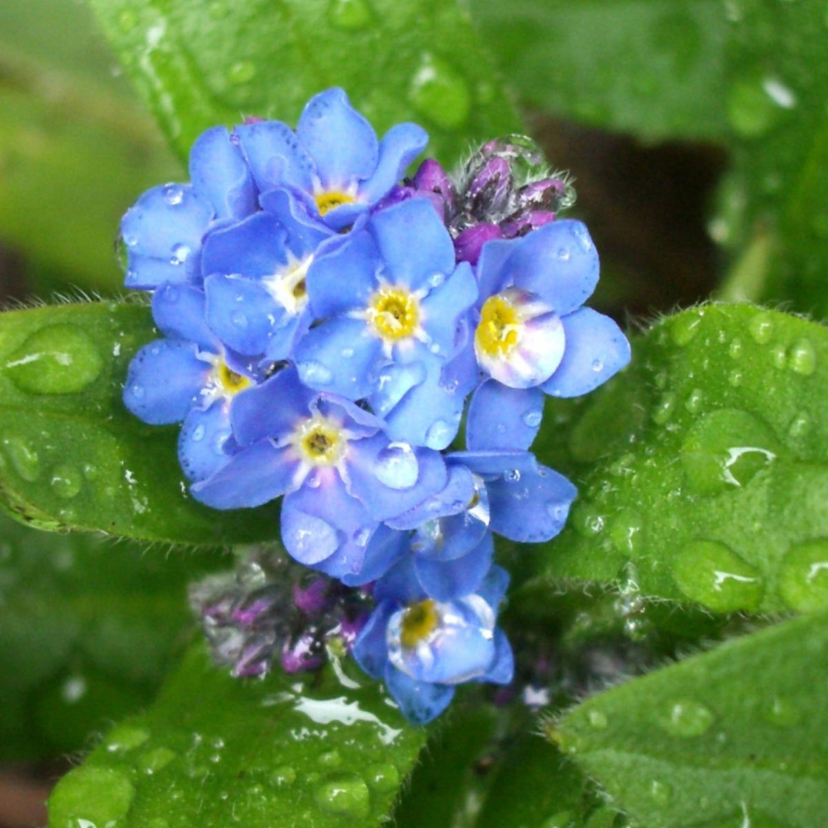 Myosotis Alpestris 'Blue Ball' Seeds