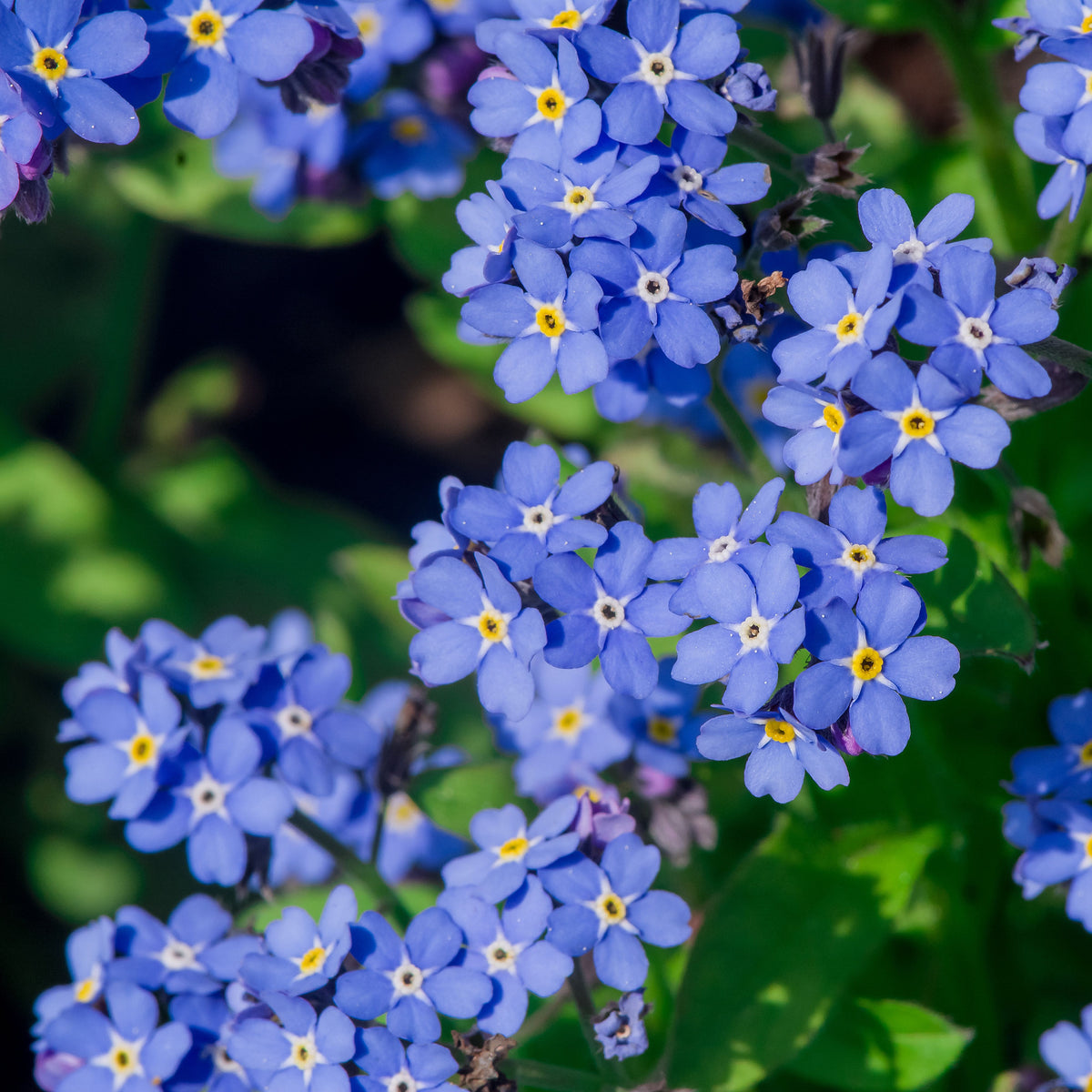 Myosotis Alpestris 'Blue Ball' Seeds - Bee Friendly