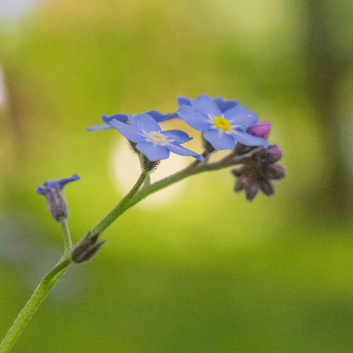 Myosotis Alpestris 'Blue Ball' Seeds