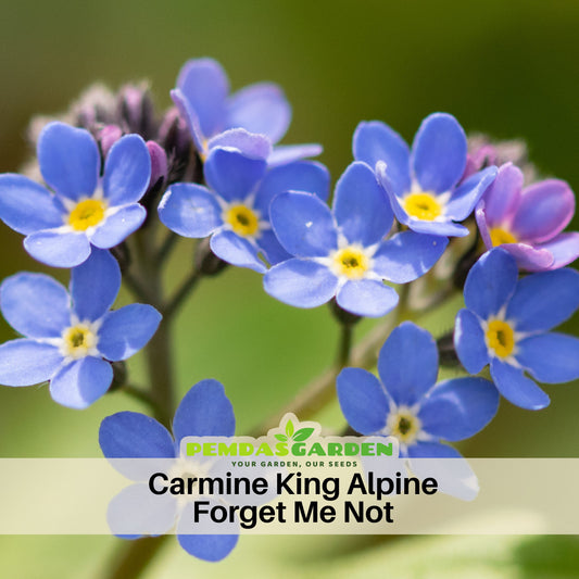 Myosotis Alpestris 'Carmine King' Seeds
