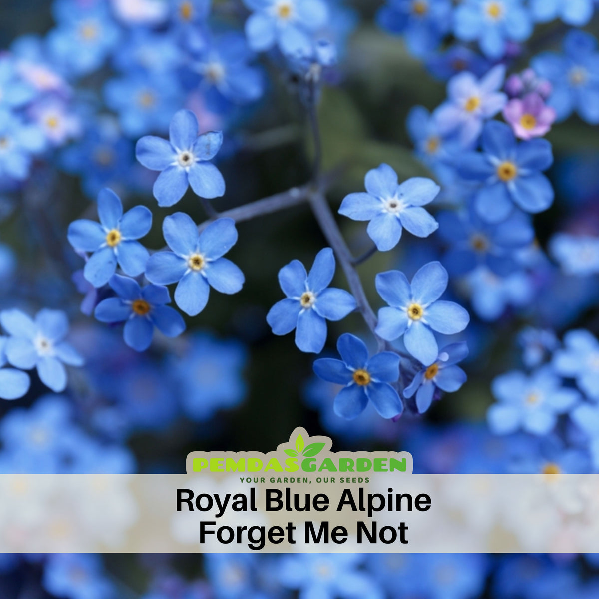 Myosotis Alpestris 'Royal Blue' Seeds - Bee Friendly