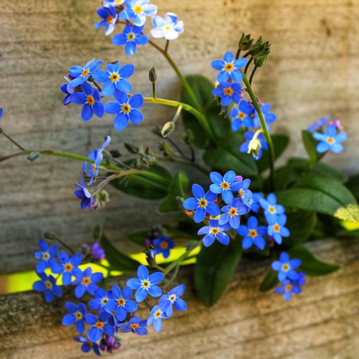 Myosotis Alpestris 'Royal Blue' Seeds - Bee Friendly