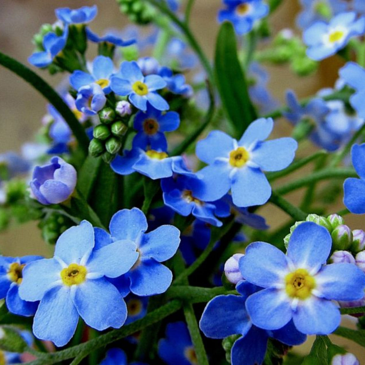 Myosotis Alpestris 'Royal Blue' Seeds - Bee Friendly