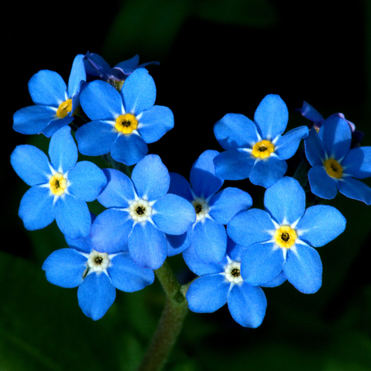 Myosotis Alpestris 'Royal Blue' Seeds - Bee Friendly
