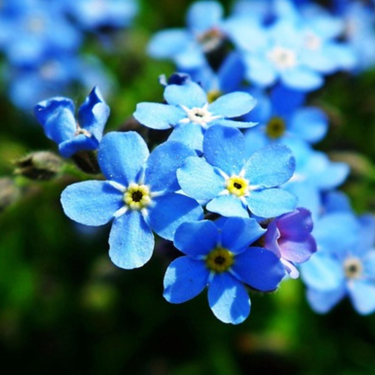 Myosotis Alpestris 'Royal Blue' Seeds - Bee Friendly
