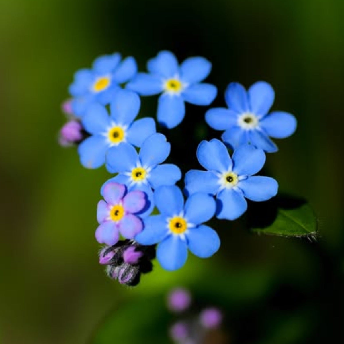 Myosotis Alpestris 'Royal Blue' Seeds