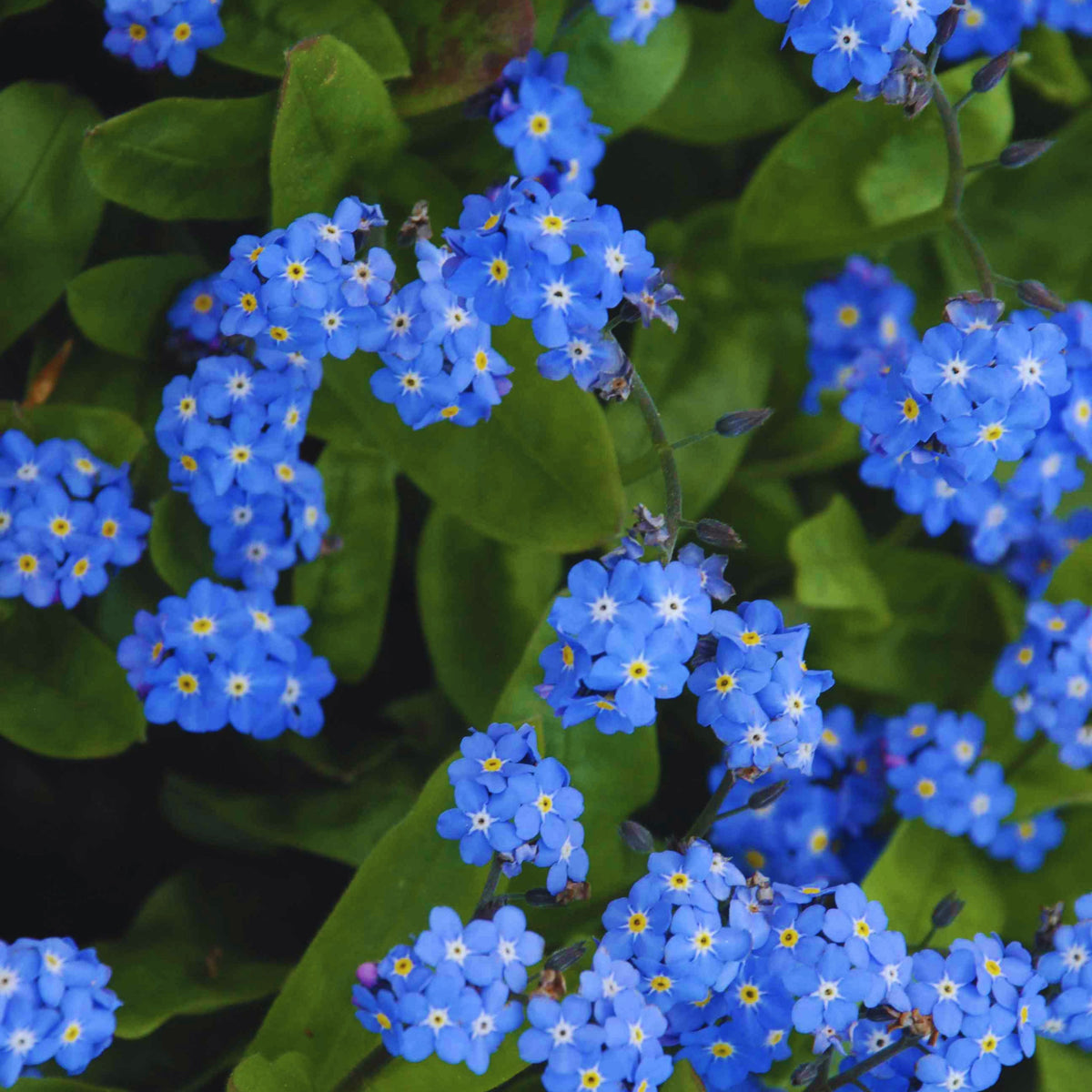 Myosotis Alpestris 'Royal Blue' Seeds - Bee Friendly