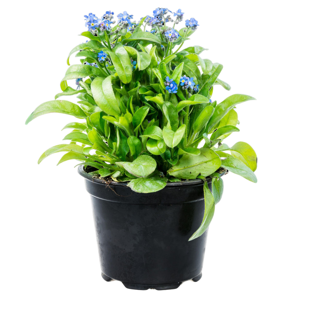 Myosotis Alpestris 'Royal Blue' Seeds - Bee Friendly
