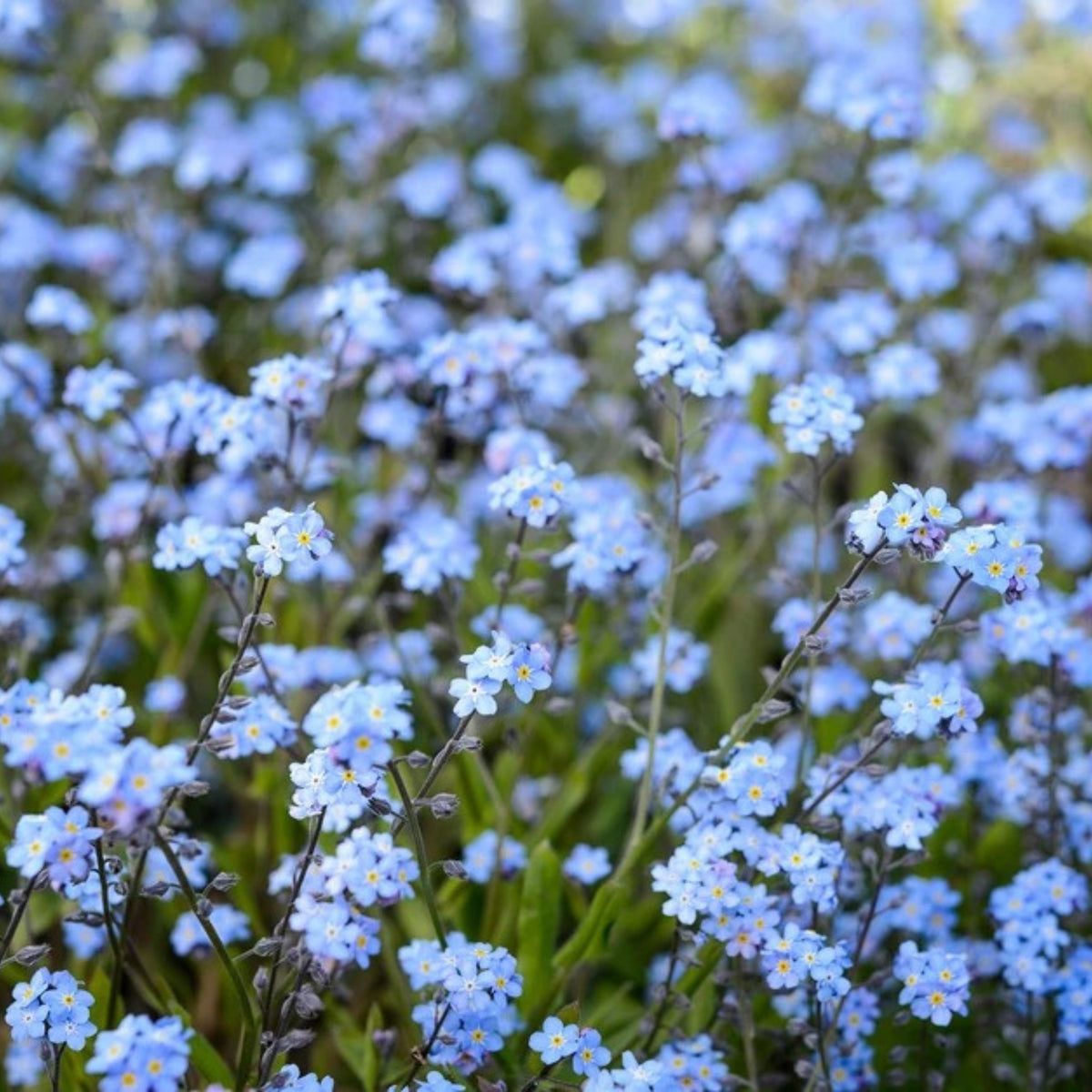 Myosotis Alpestris 'Royal Blue' Seeds - Bee Friendly