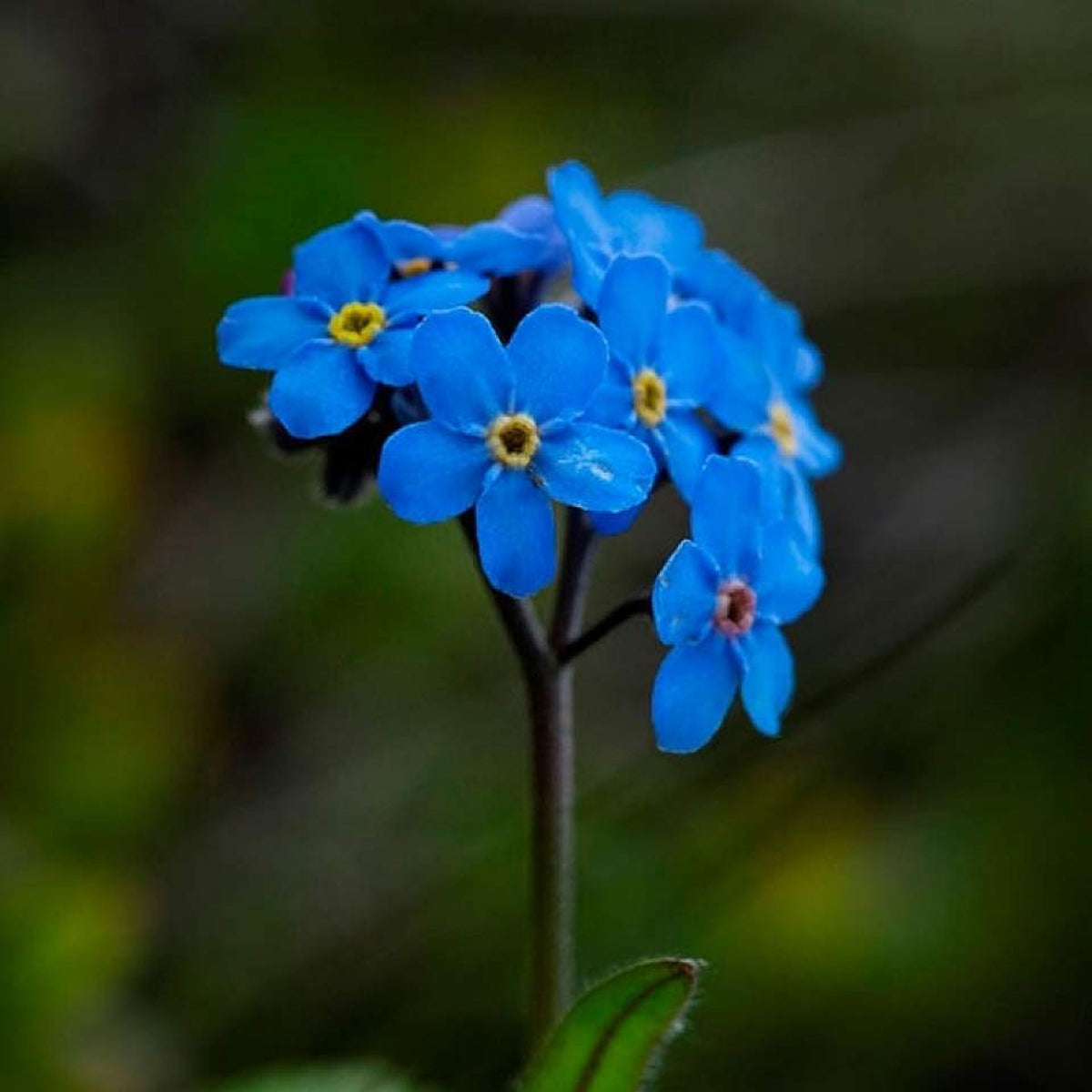 Myosotis Alpestris 'Royal Blue' Seeds