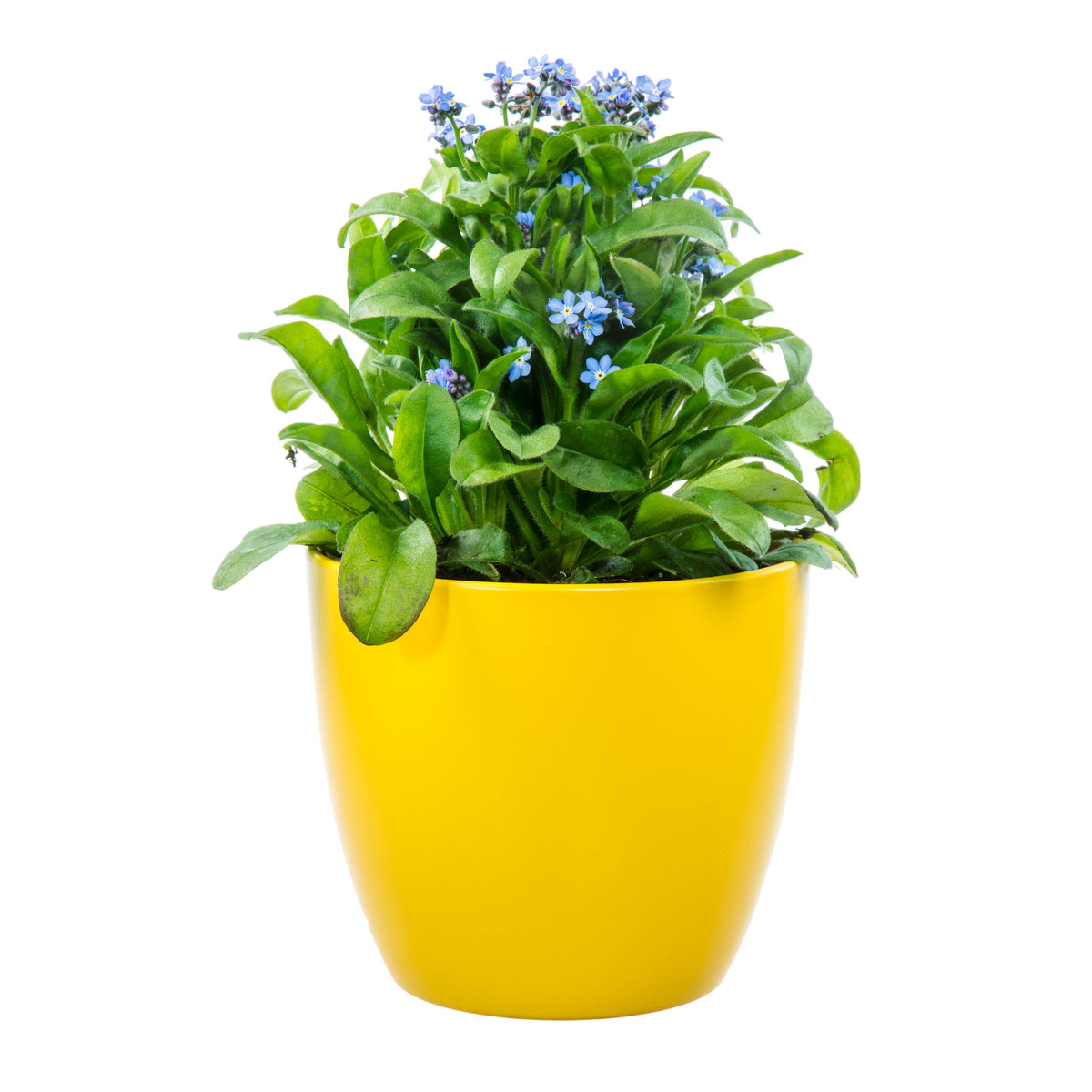 Myosotis Alpestris 'Royal Blue' Seeds