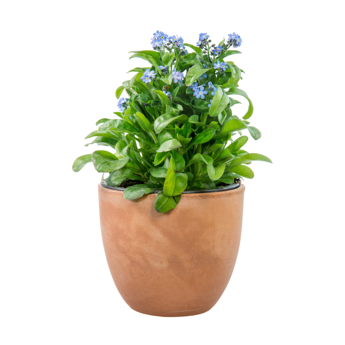 Myosotis Alpestris 'Royal Blue' Seeds - Bee Friendly