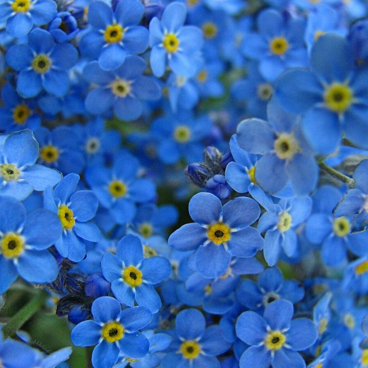 Myosotis Alpestris 'Royal Blue' Seeds - Bee Friendly