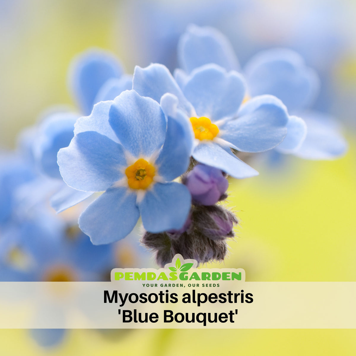 Myosotis Alpestris 'Blue Bouquet' Seeds - Bee Friendly