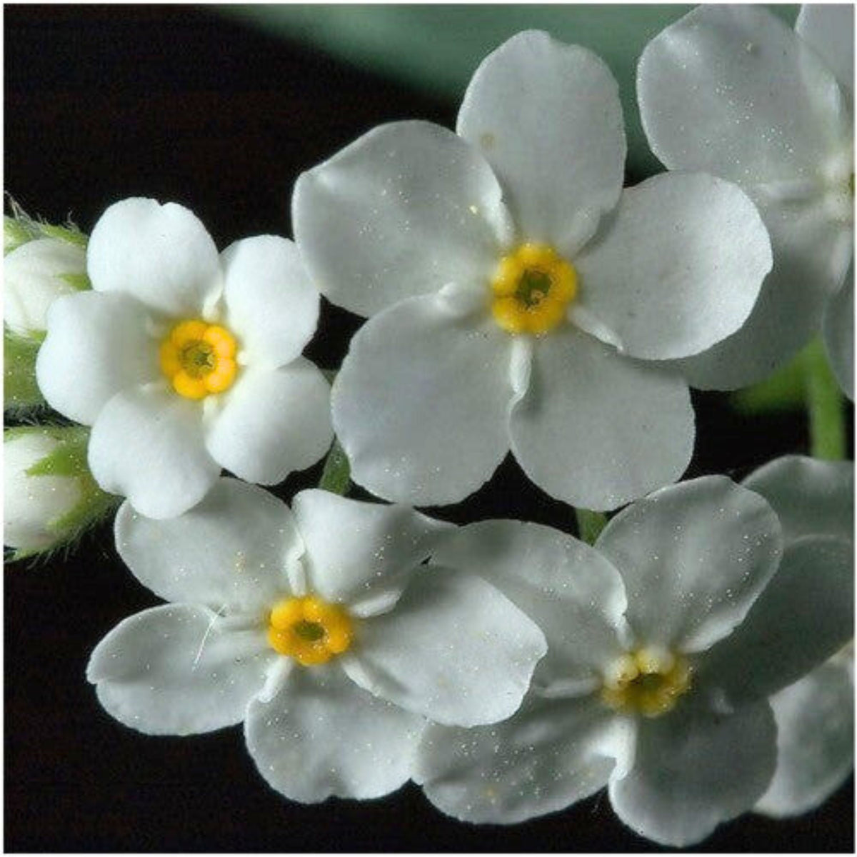 White Ball Alpine Forget-Me-Not Seeds - Bee Friendly