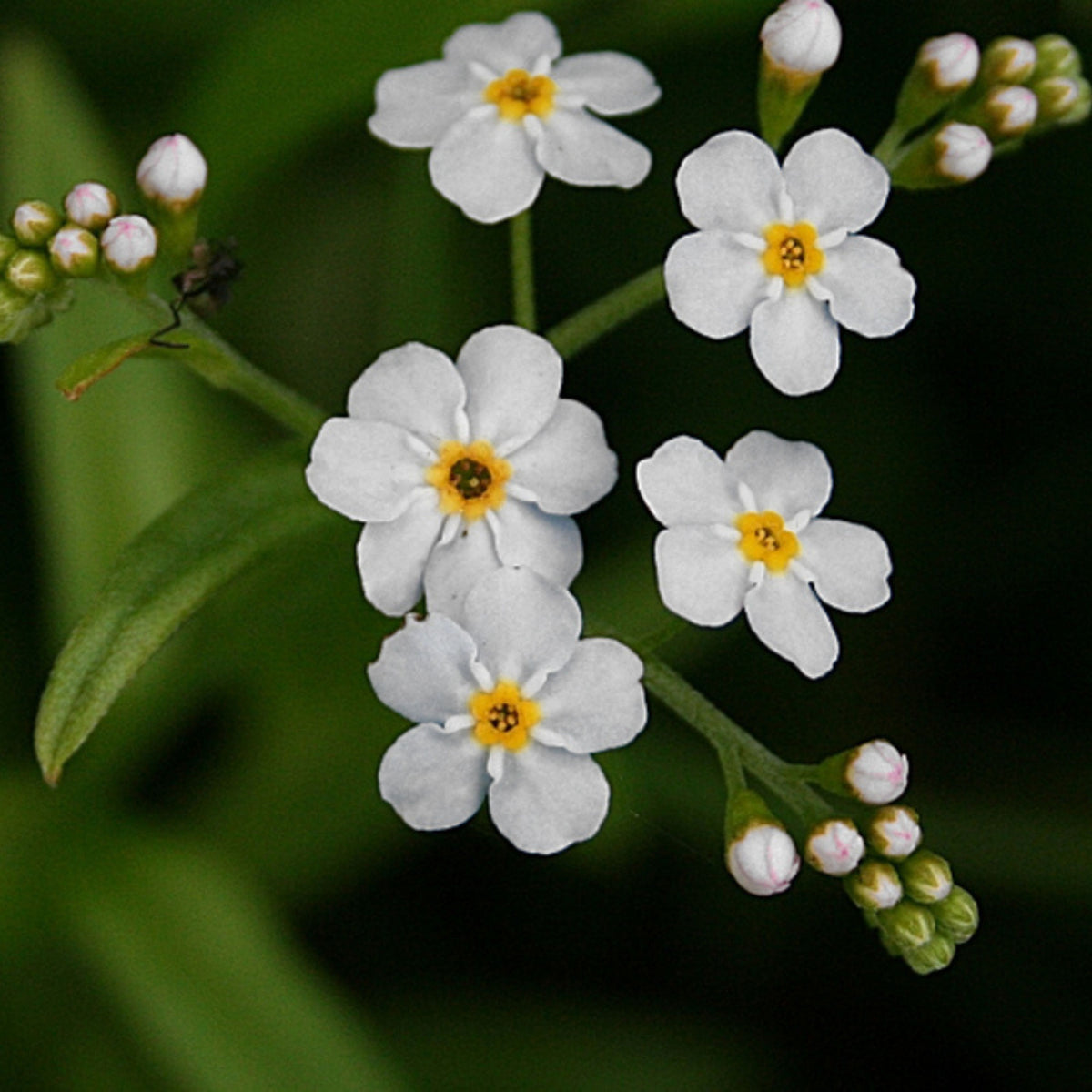 White Ball Alpine Forget-Me-Not Seeds - Bee Friendly