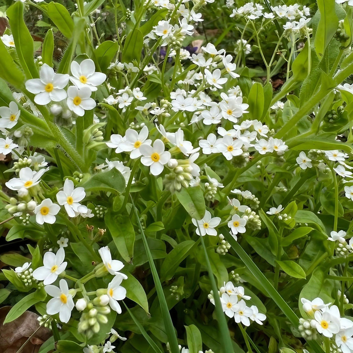 White Ball Alpine Forget-Me-Not Seeds