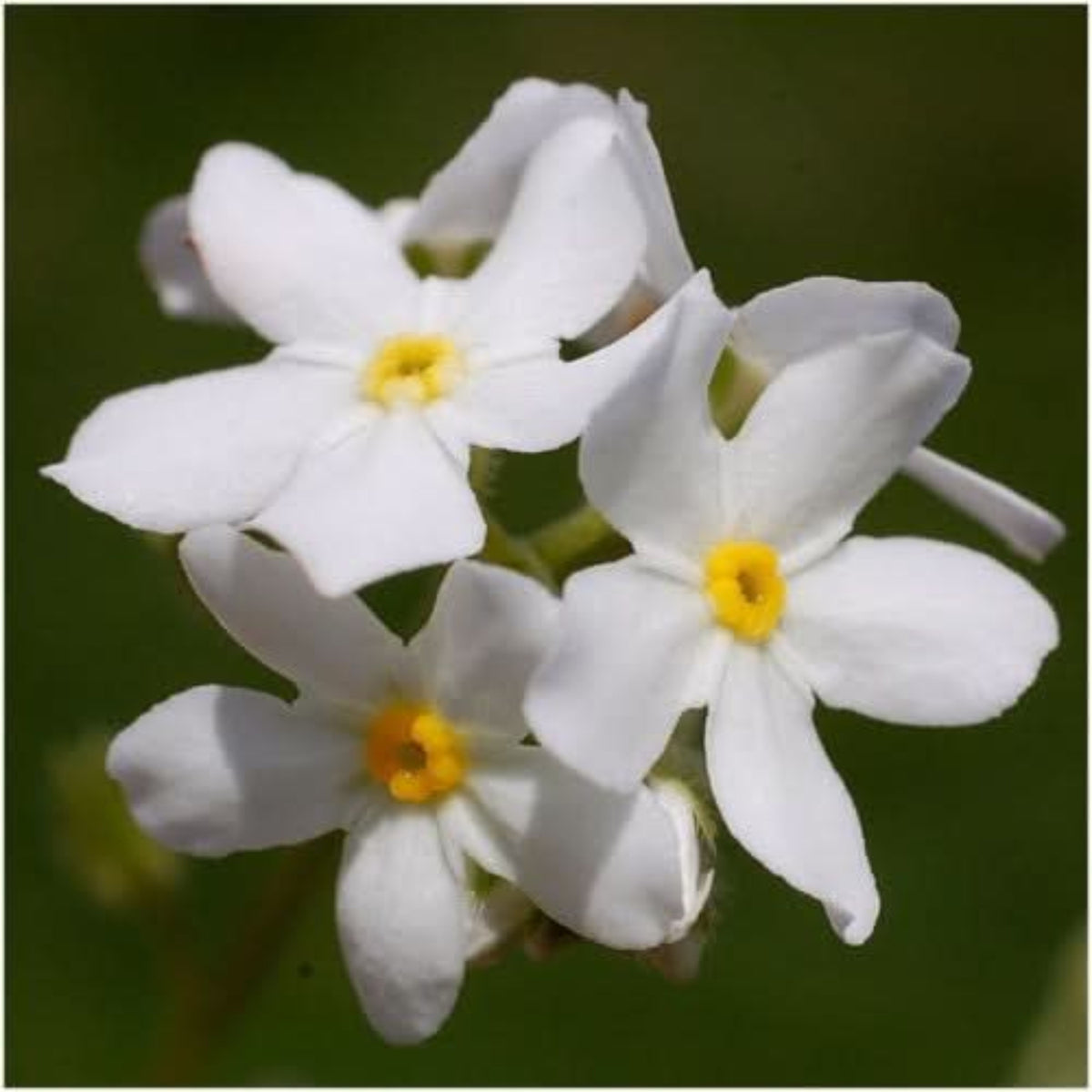 White Ball Alpine Forget-Me-Not Seeds