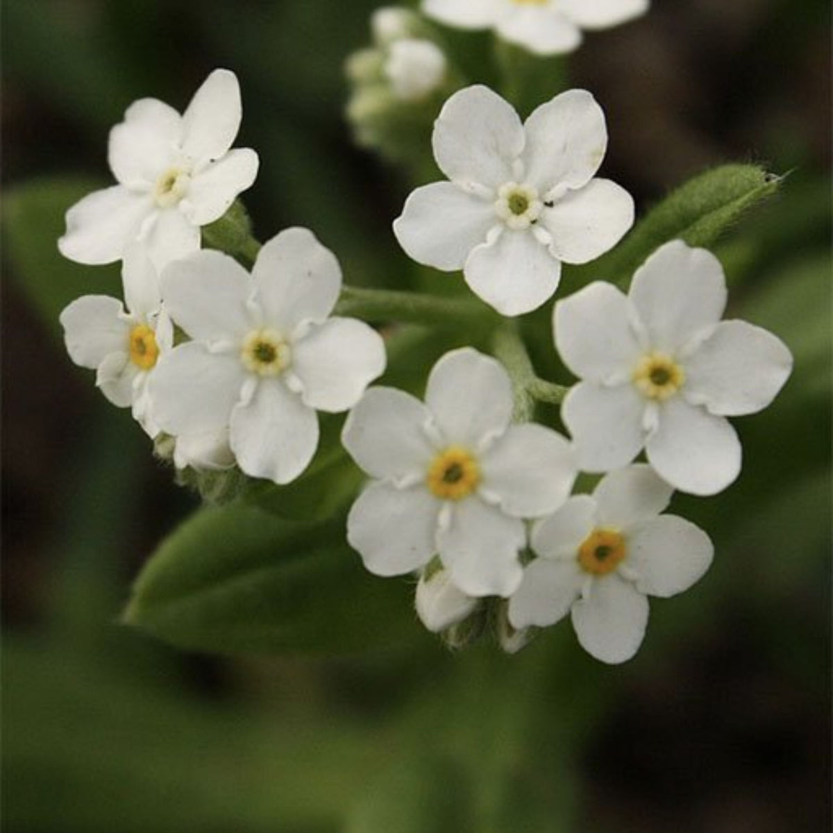 White Ball Alpine Forget-Me-Not Seeds - Bee Friendly
